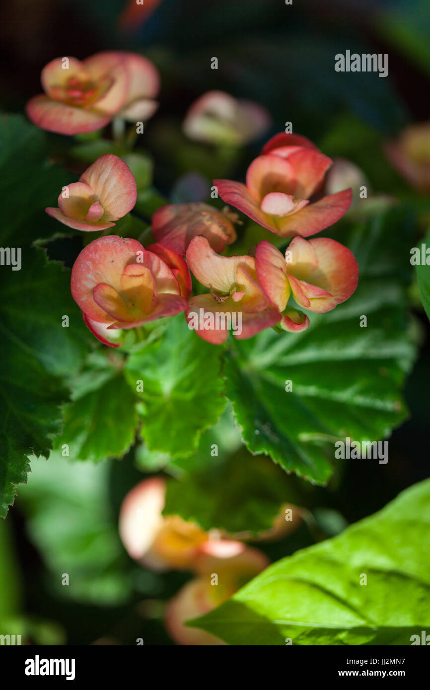 Begonia flowers and leaves Stock Photo