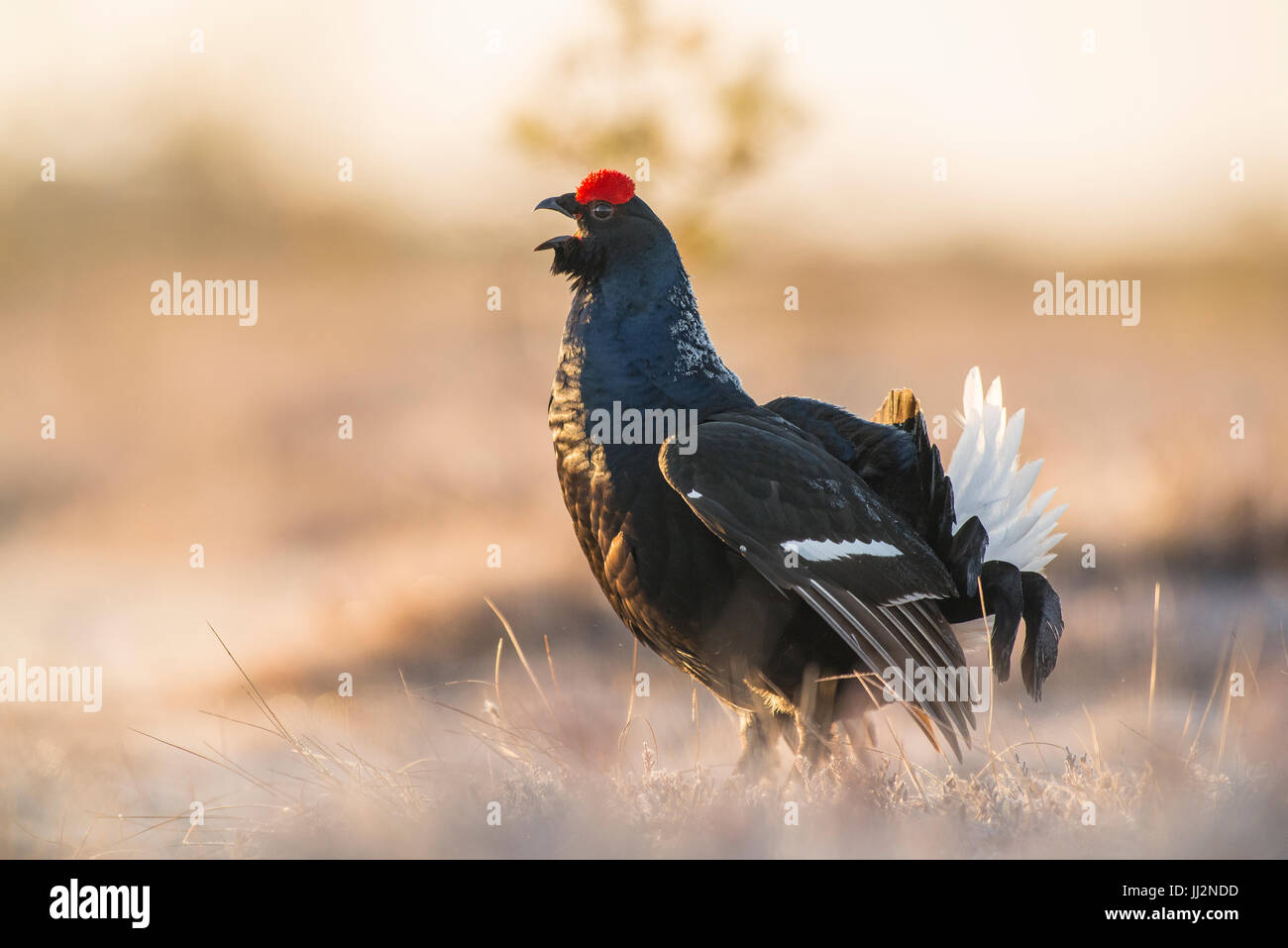 Black grouse male in the frosty bog at sunrise Stock Photo