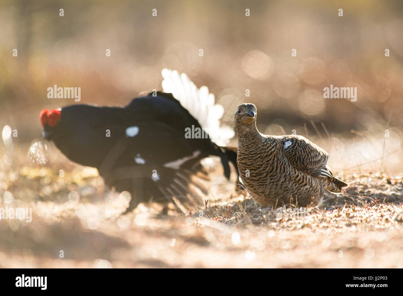 Black grouse couple getting ready for a mating Stock Photo