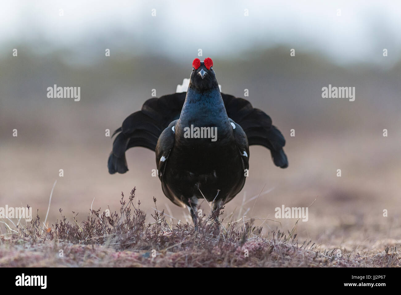 Black grouse Stock Photo