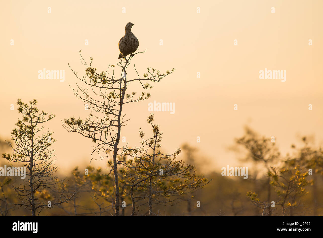 Female black grouse sitting on a top of a pine tree Stock Photo