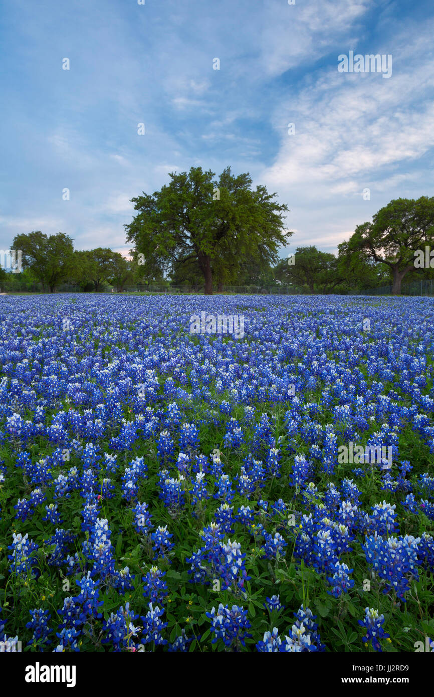 Clouds over bluebonnet (Lupinus texensis) fields in Texas. USA. Spring. Stock Photo