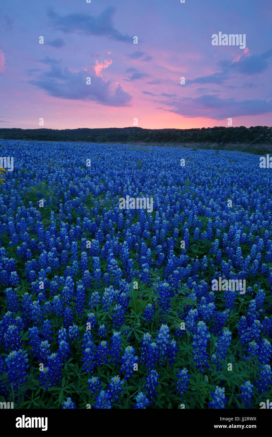 A field of Texas Bluebonnets (Lupinus texensis) along the Colorado River in Texas hill country. USA Stock Photo
