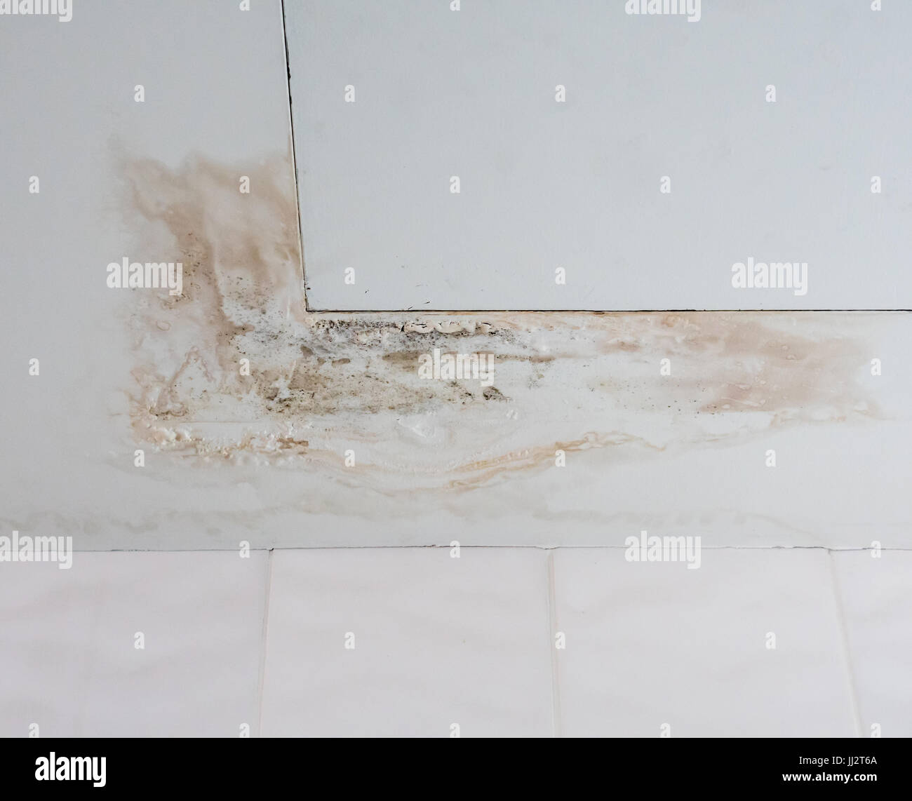 Water Stain With The Fungus On The Ceiling Board Near The