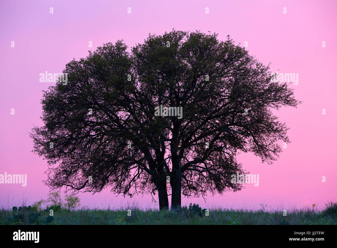 A lone oak is silhouetted against the sky at sunset in Texas hill ...