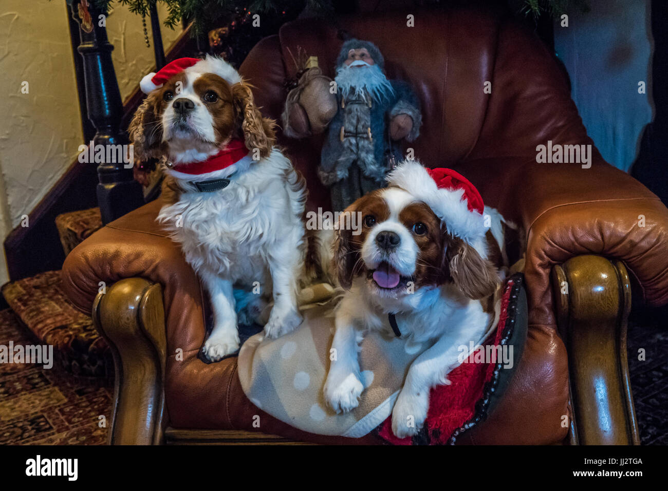 Cavalier King Charles Spaniels with Christmas hats sitting under a Christmas tree. Stock Photo