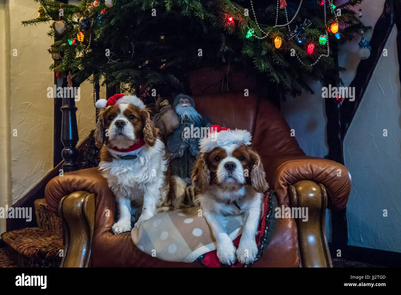 Cavalier King Charles Spaniels with Christmas hats sitting under a Christmas tree. Stock Photo