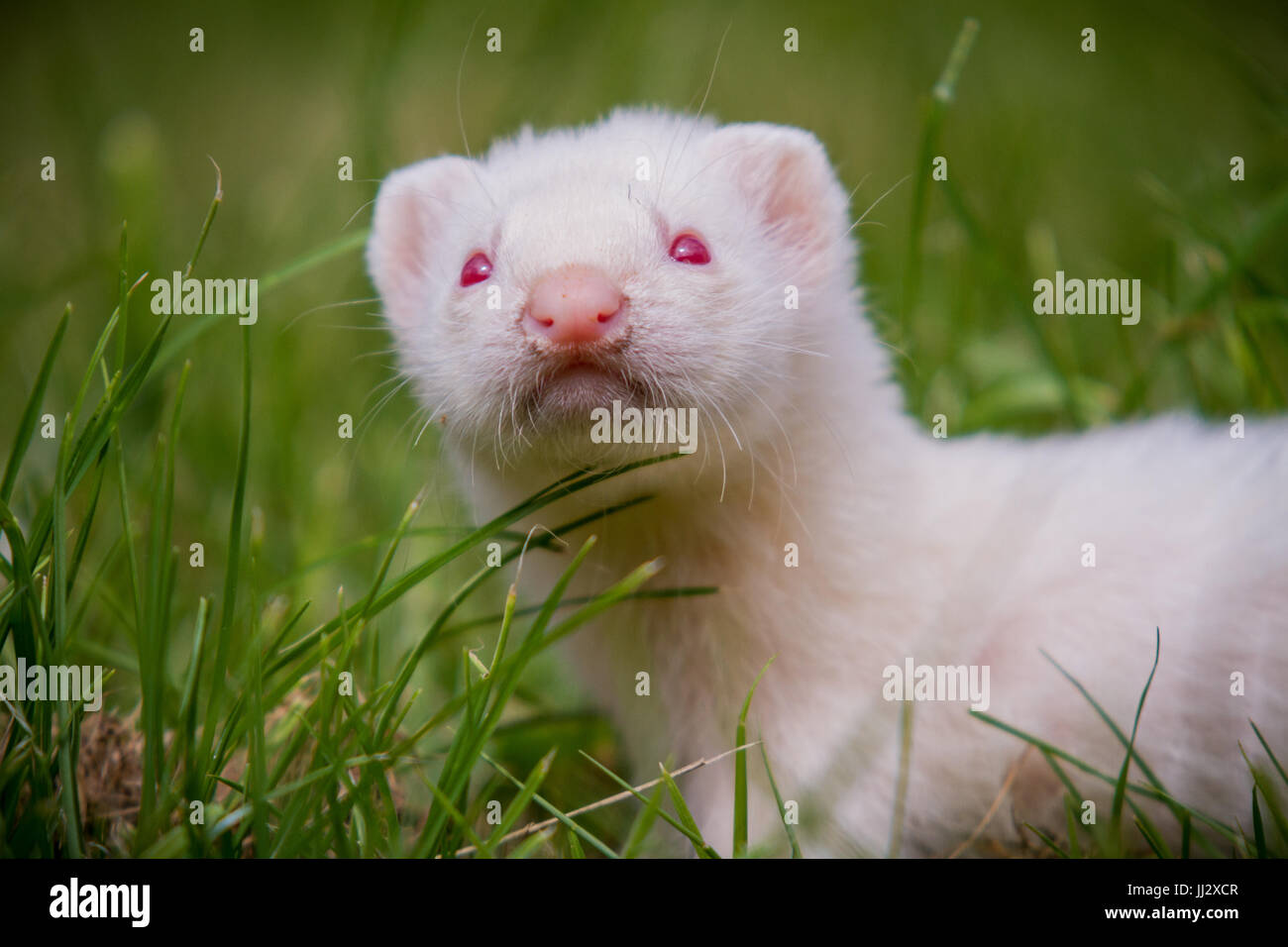 Young Ferret in the grass Stock Photo