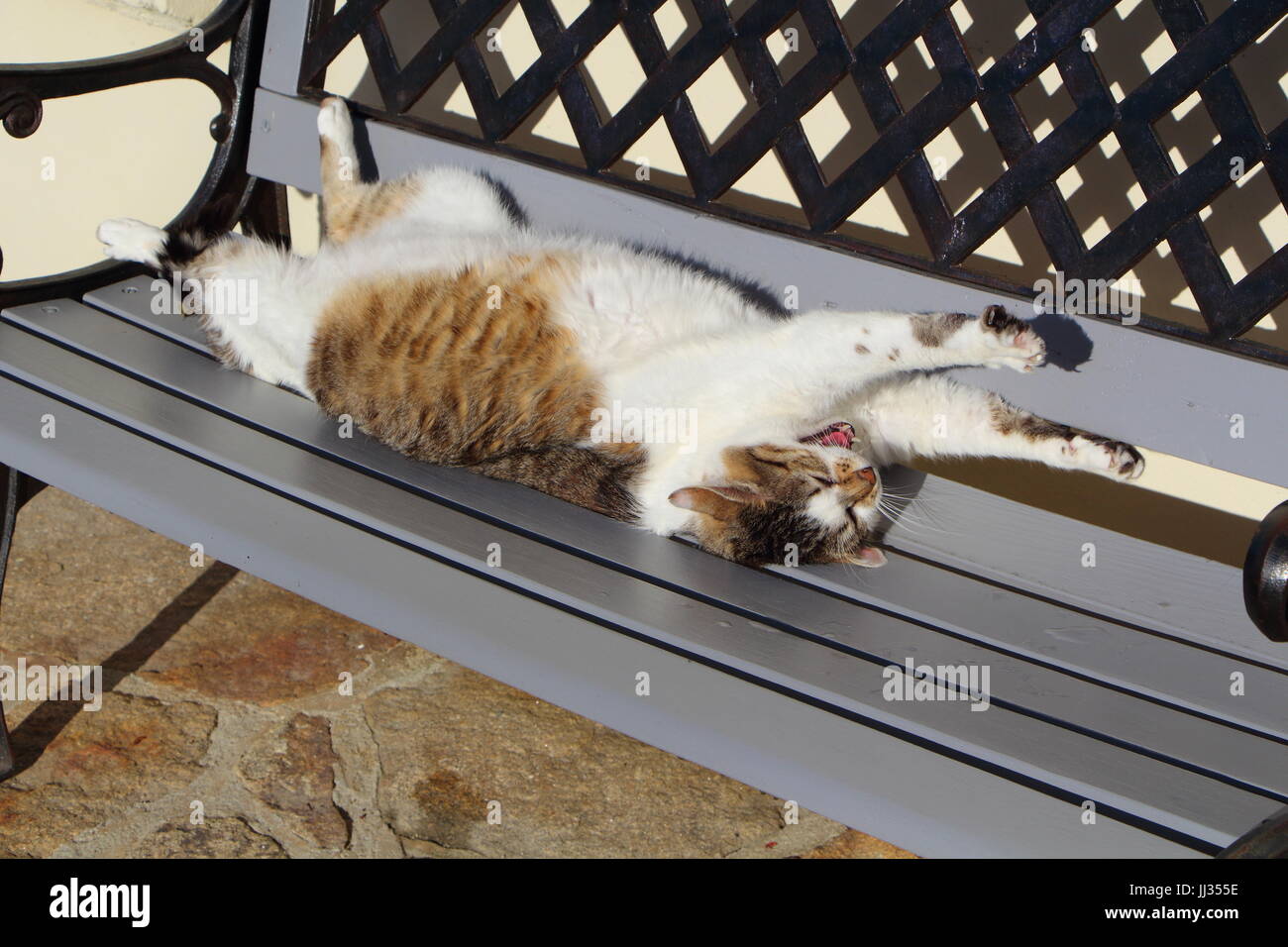 Lying down tabby cat on a bench Stock Photo Alamy