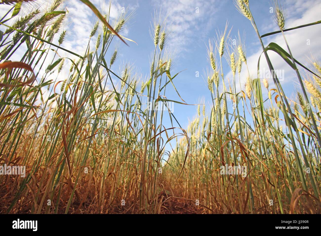 Plantacao de trigo hi-res stock photography and images - Alamy