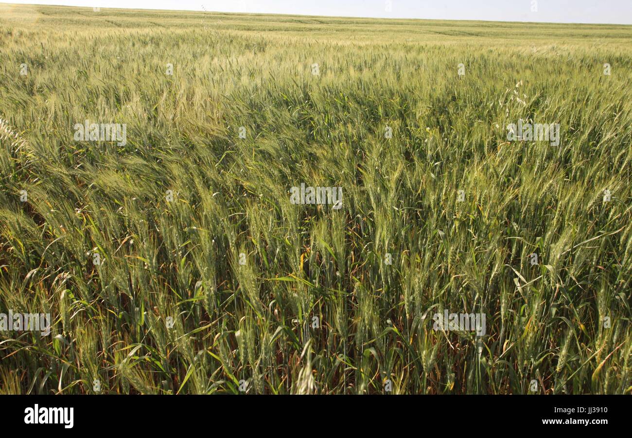 Plantacao de trigo hi-res stock photography and images - Alamy