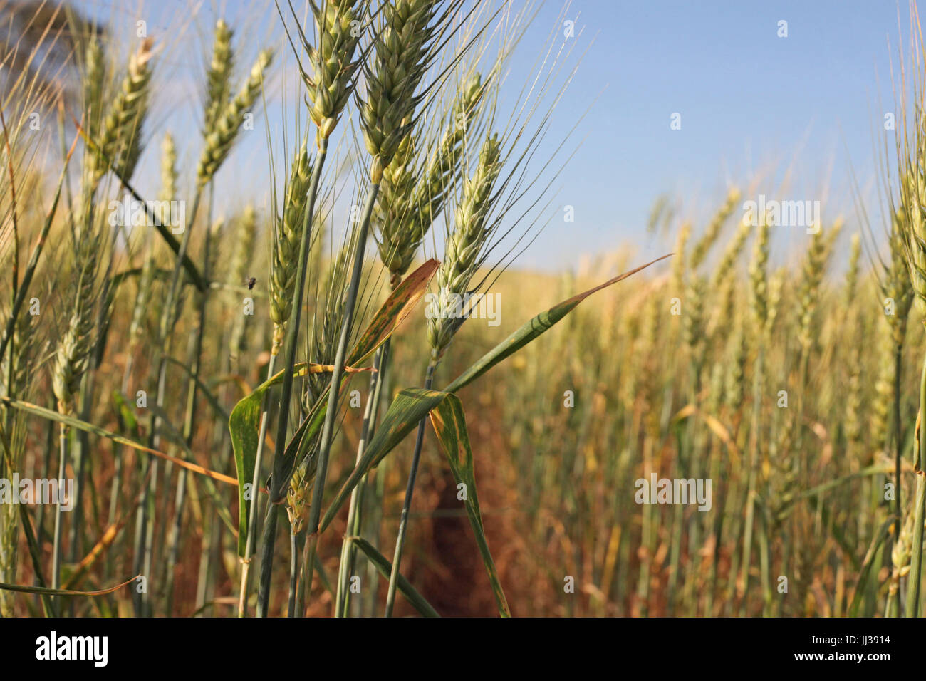 Plantacao de trigo hi-res stock photography and images - Alamy