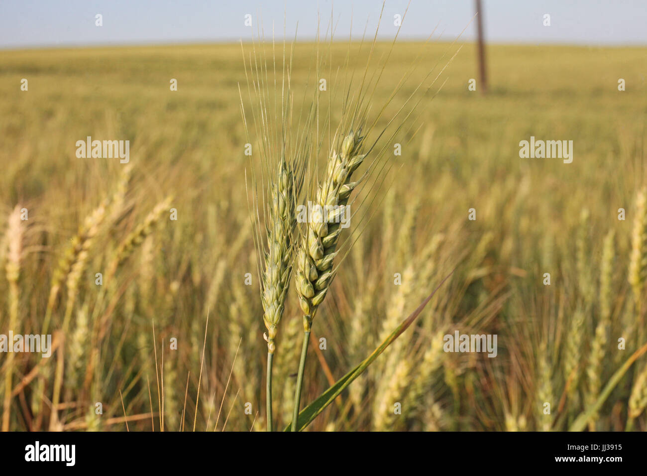 Plantacao de trigo hi-res stock photography and images - Alamy