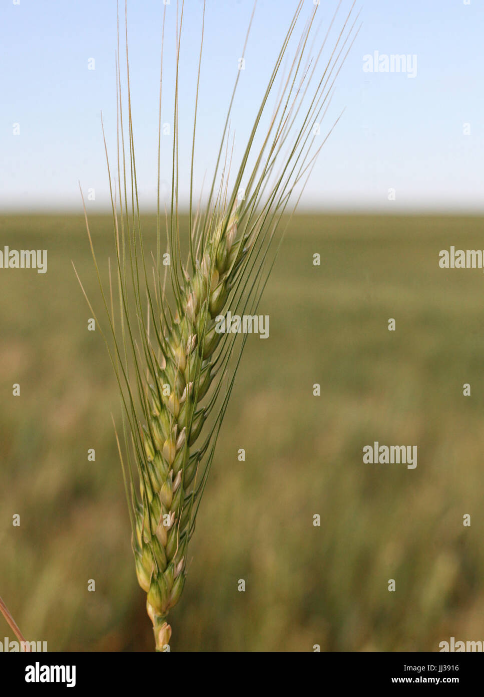 Plantacao de trigo hi-res stock photography and images - Alamy