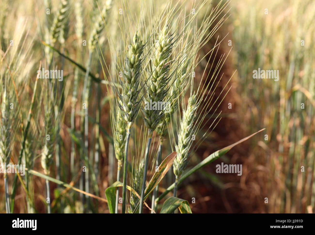 Plantacao de trigo hi-res stock photography and images - Alamy