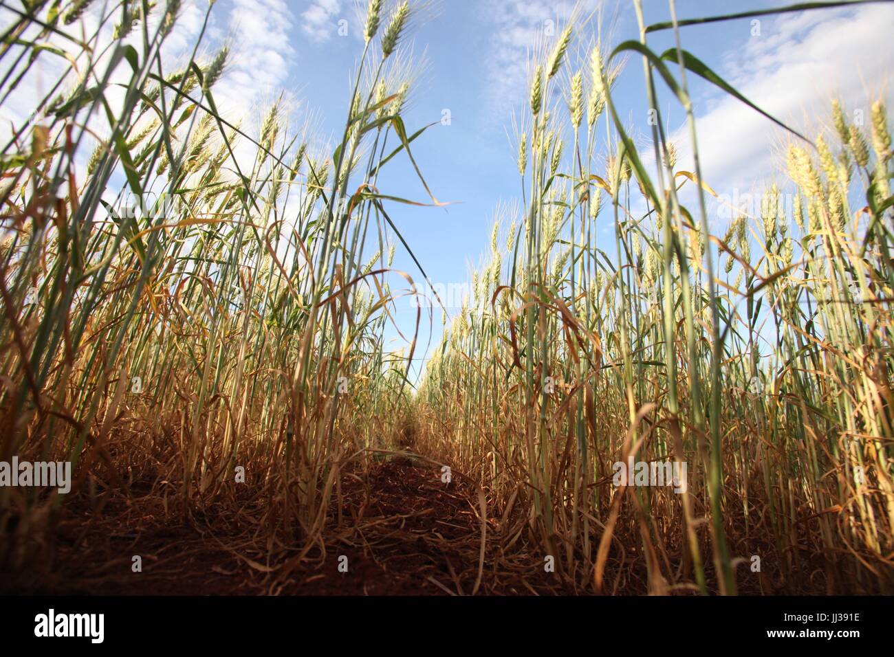 Plantacao de trigo hi-res stock photography and images - Alamy
