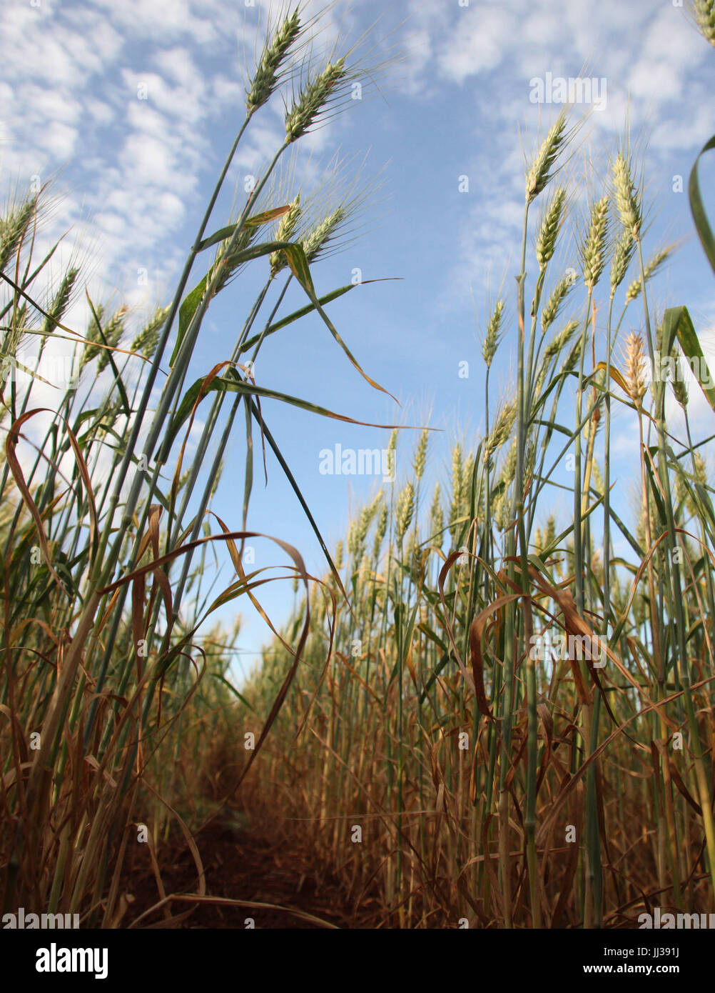 Plantacao de trigo hi-res stock photography and images - Alamy
