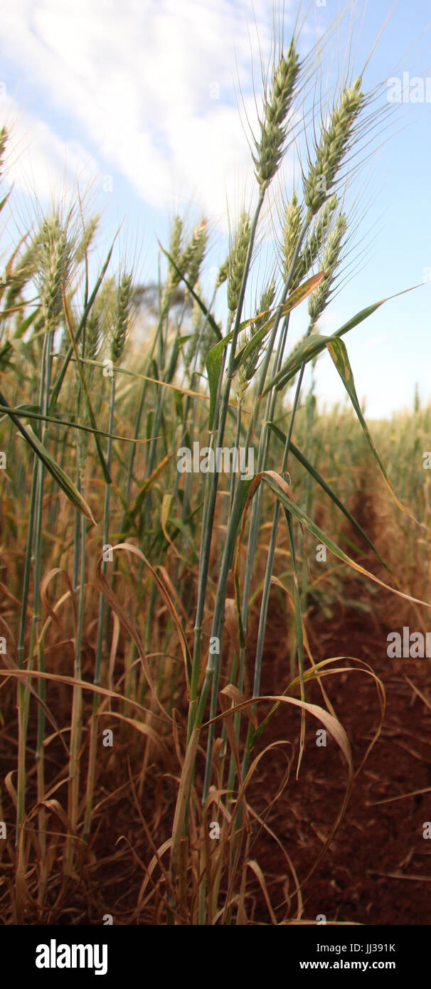 Plantacao de trigo hi-res stock photography and images - Alamy