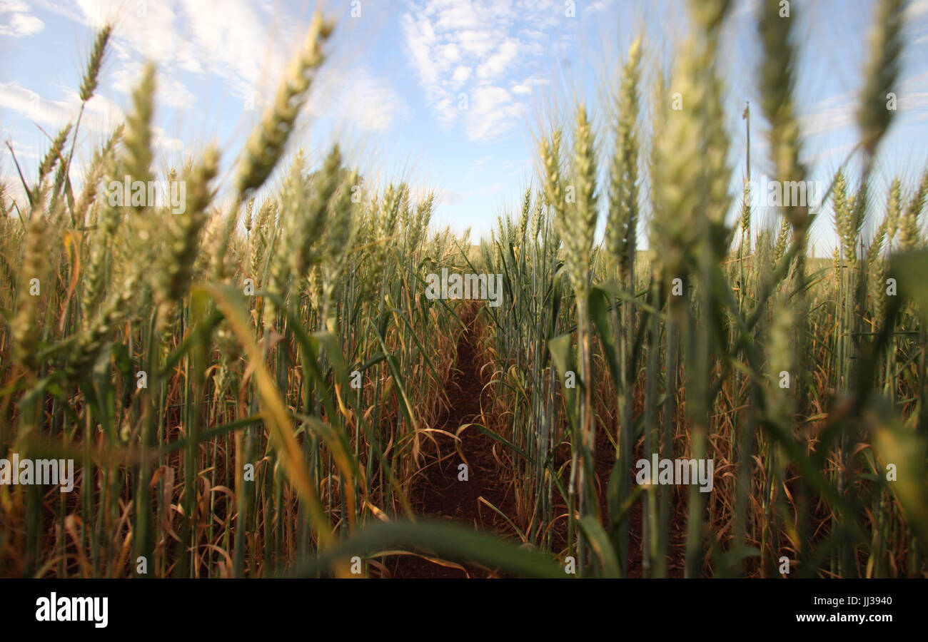 Plantacao de trigo hi-res stock photography and images - Alamy