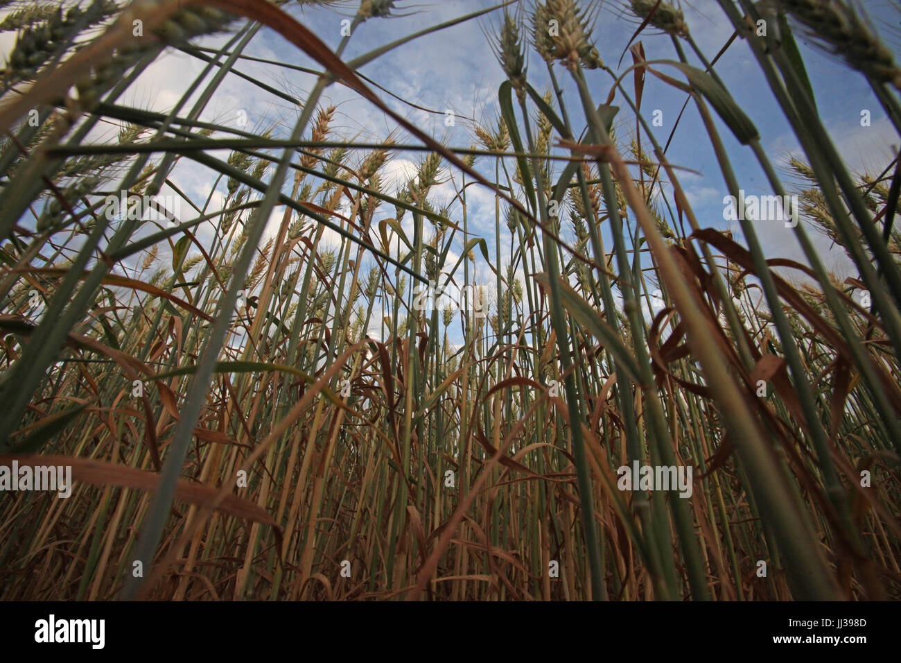 Plantacao de trigo hi-res stock photography and images - Alamy