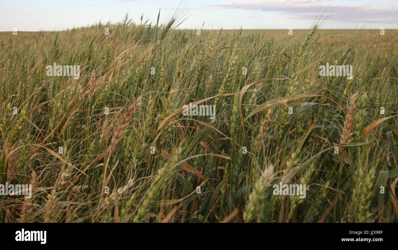 Plantacao de trigo hi-res stock photography and images - Alamy