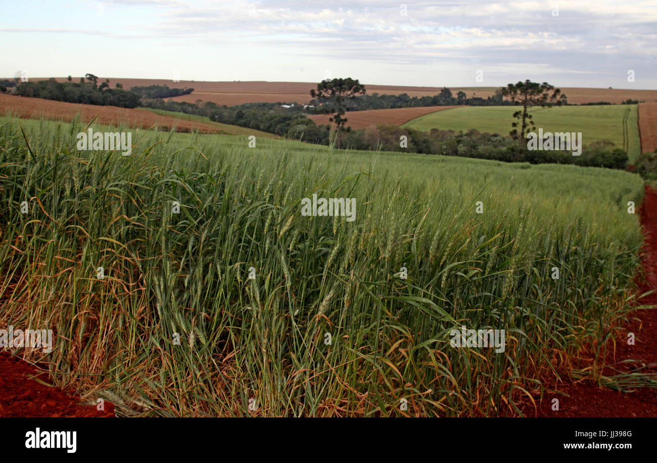 Plantacao De Trigo High Resolution Stock Photography and Images - Alamy