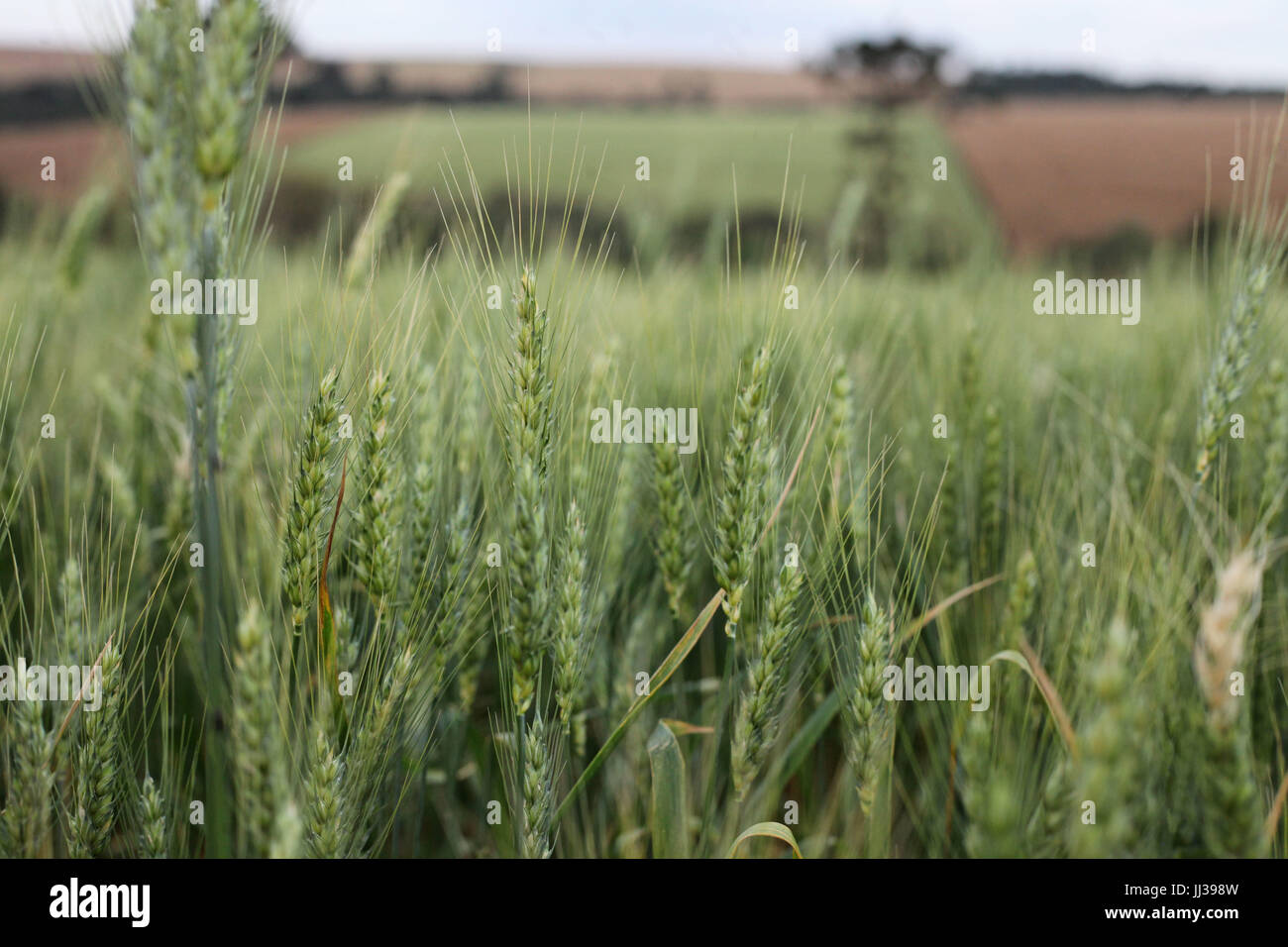 Plantacao de trigo hi-res stock photography and images - Alamy