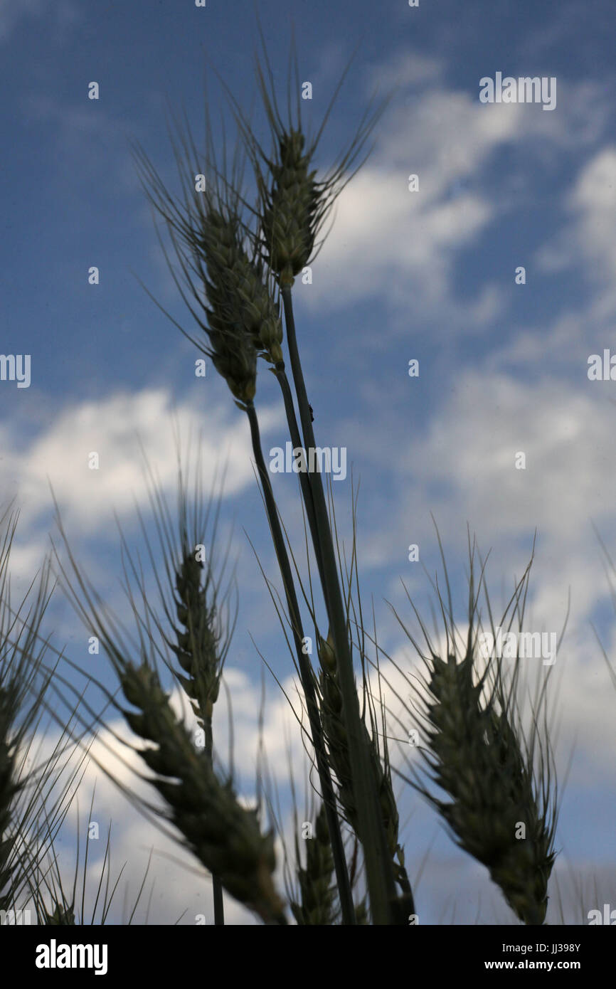 Plantacao de trigo hi-res stock photography and images - Alamy