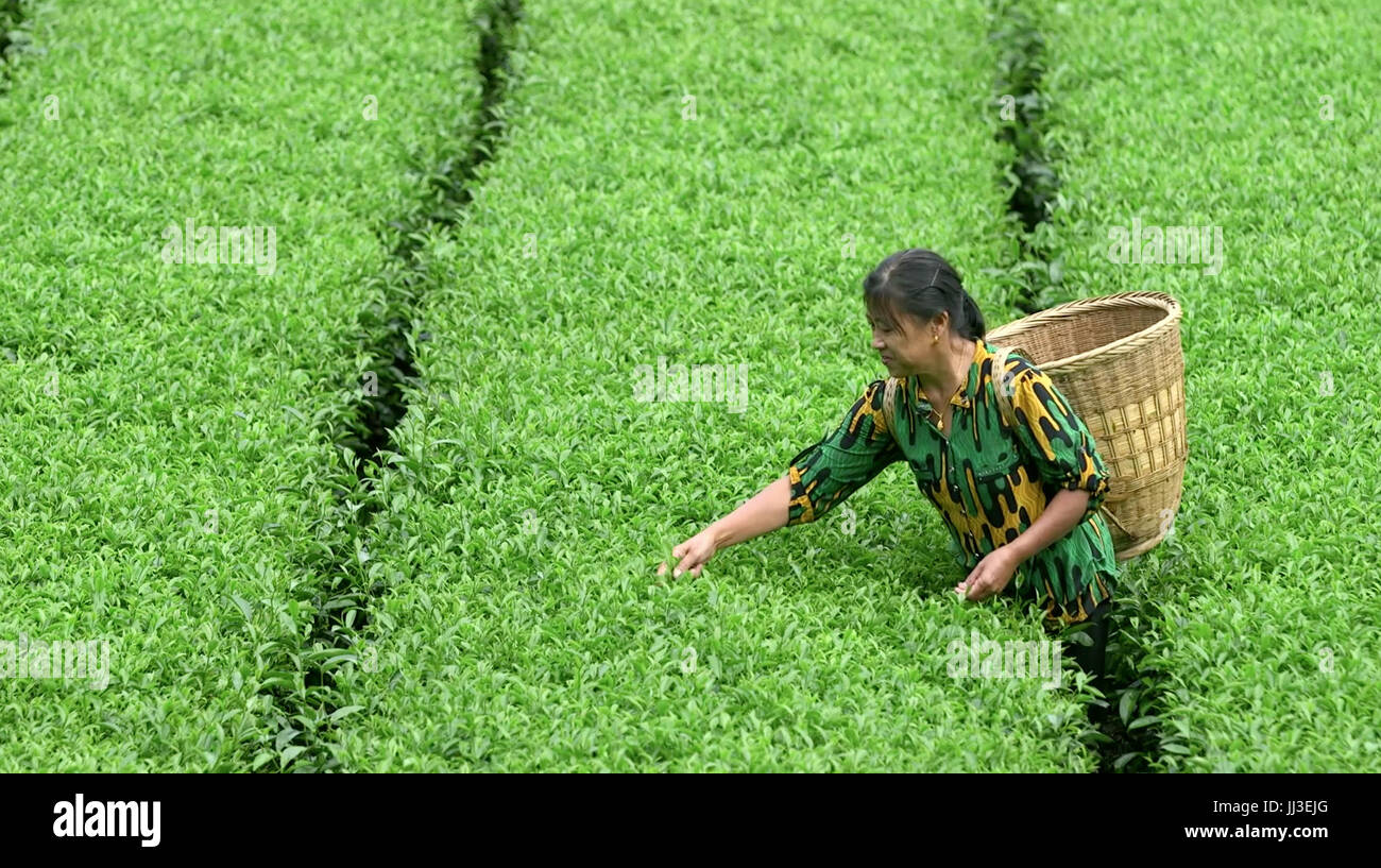 Xuan'en, China's Hubei Province. 16th July, 2017. Liu Biyun, 60, a tea