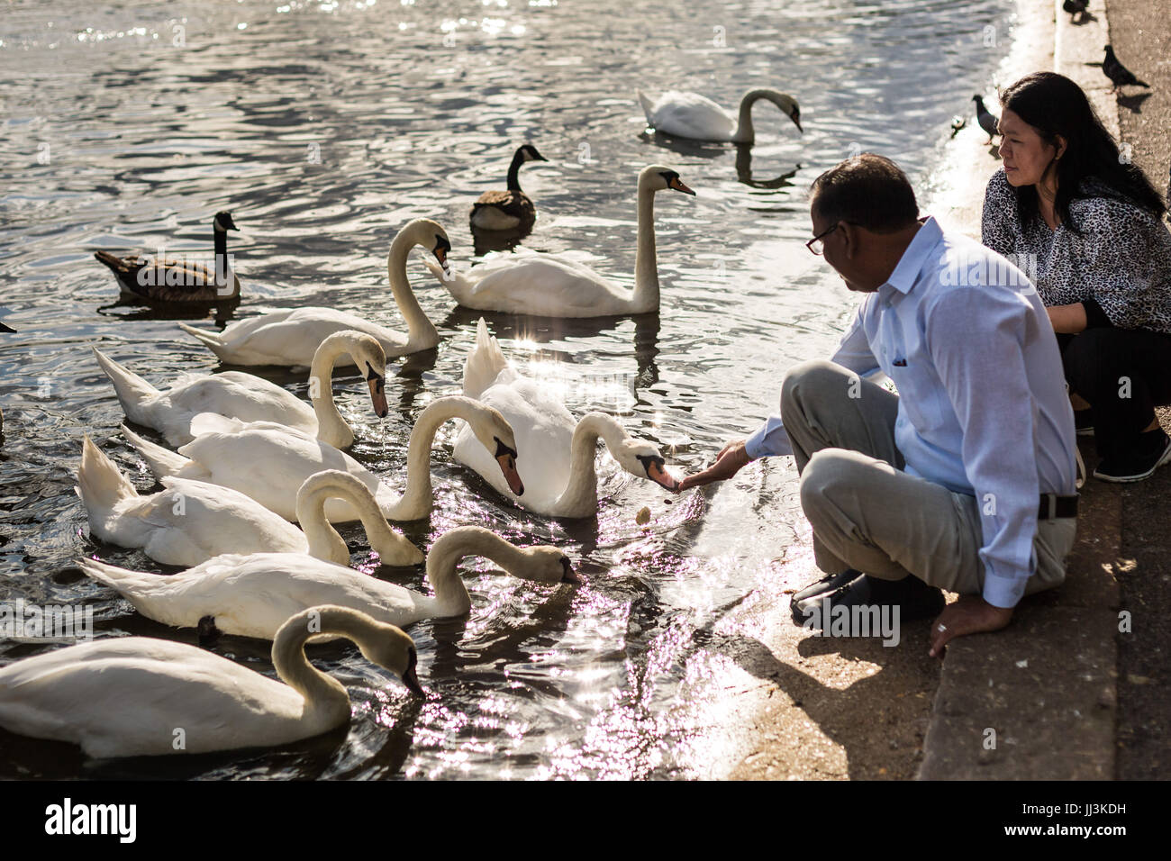 London, UK. 18th July, 2017. UK Weather: Feeding the swans on the Serpentine Lake in Hyde Park on a warm afternoon. © Guy Corbishley/Alamy Live News Stock Photo