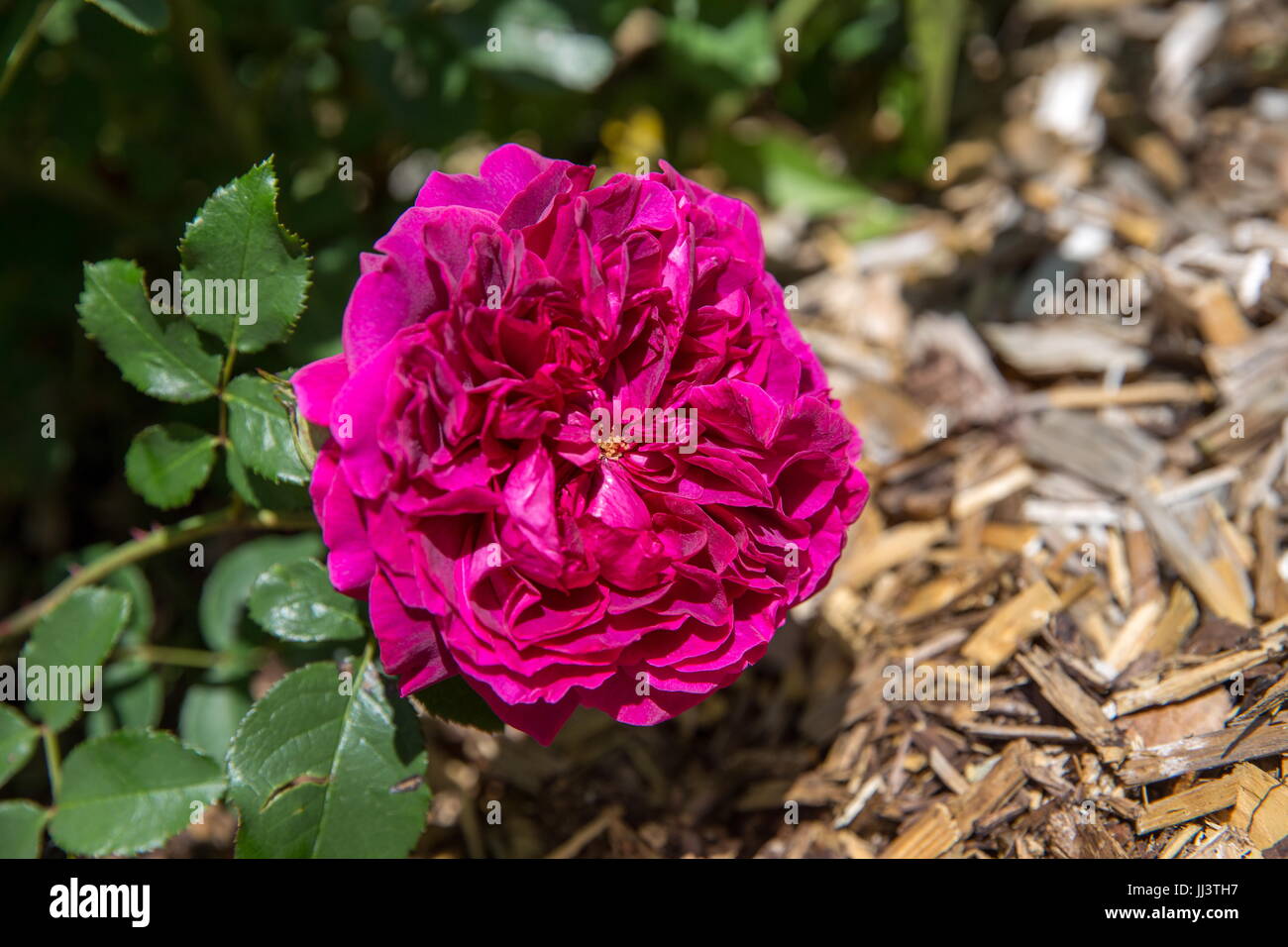 Blooming purple English rose in the garden on a sunny day. Rose 'William Shakespeare 2000' Stock Photo