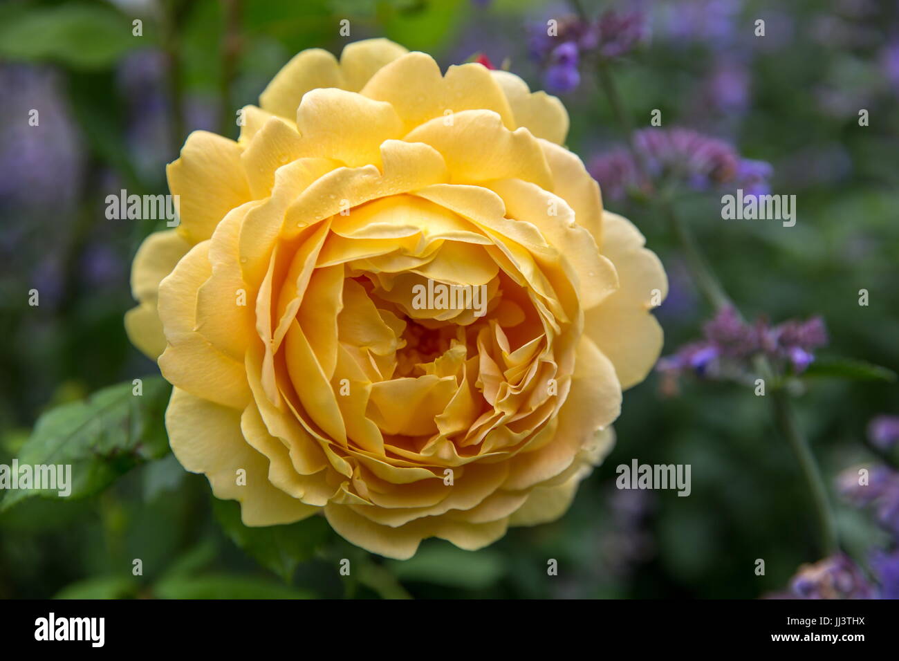 Blooming yellow English rose in the garden on a sunny day. Rose 'Golden Celebration' Stock Photo