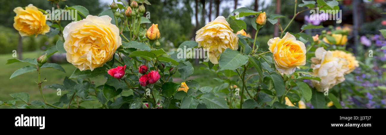Blooming yellow rose in the garden on a sunny day. Rose Golden Celebration Stock Photo
