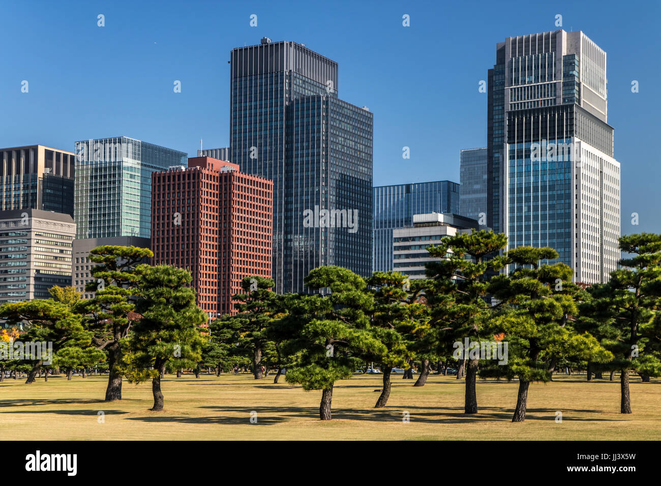 Pine trees on background of modern office buildings in Park, Tokyo, Japan.Autumn in a garden in the center of Tokyo Stock Photo