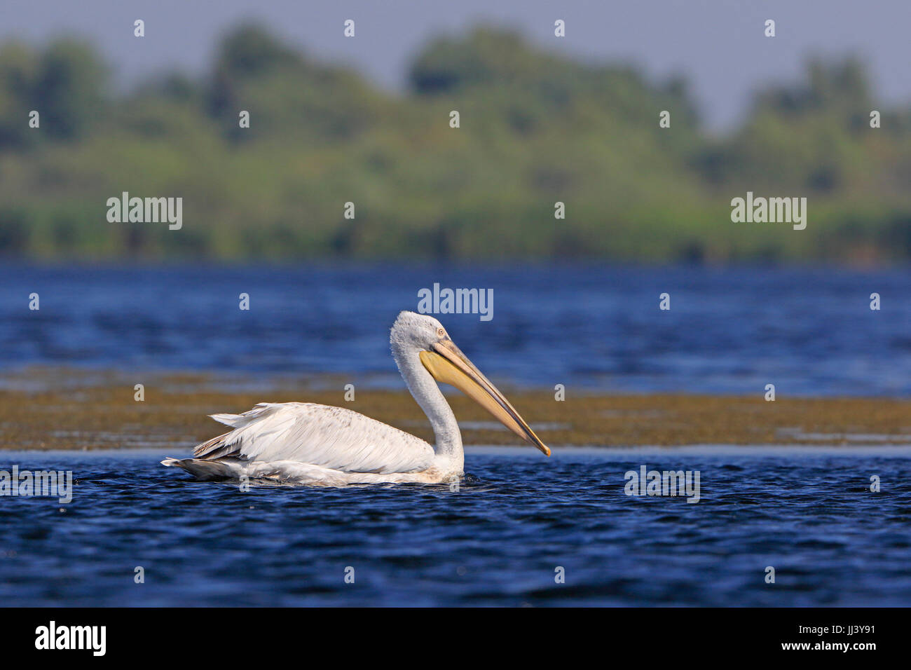 Dalmatian Pelican swimming in the Danube Delta Romania Stock Photo Alamy