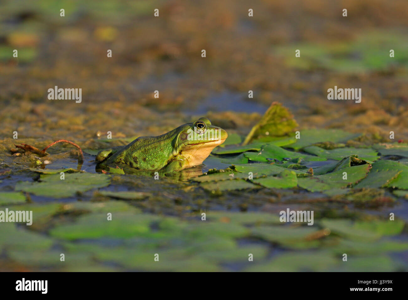 Green Frog In The Danube Delta Romania Stock Photo - Alamy