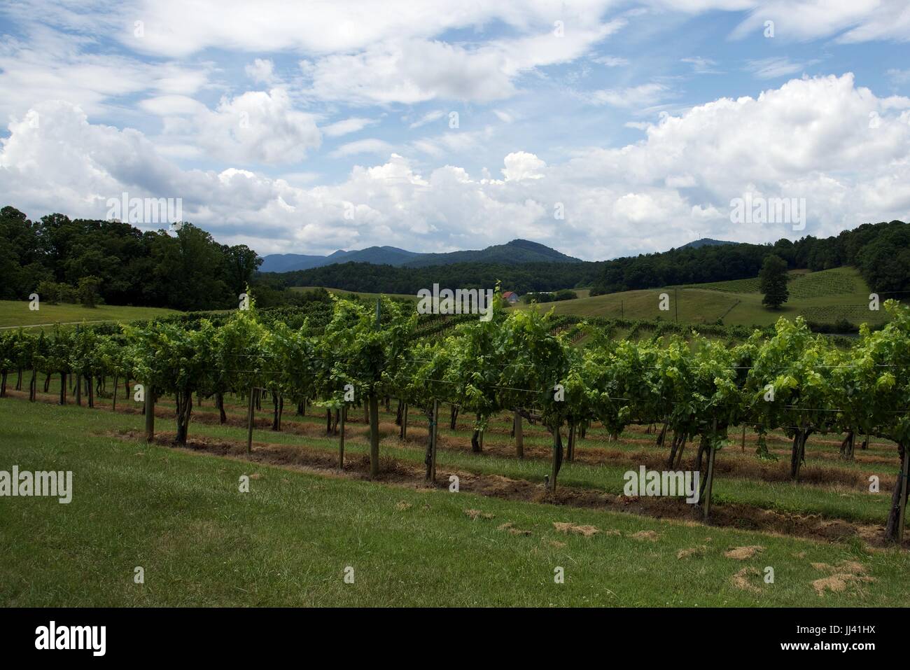 Vineyard at Biltmore Estate in Asheville, NC Stock Photo