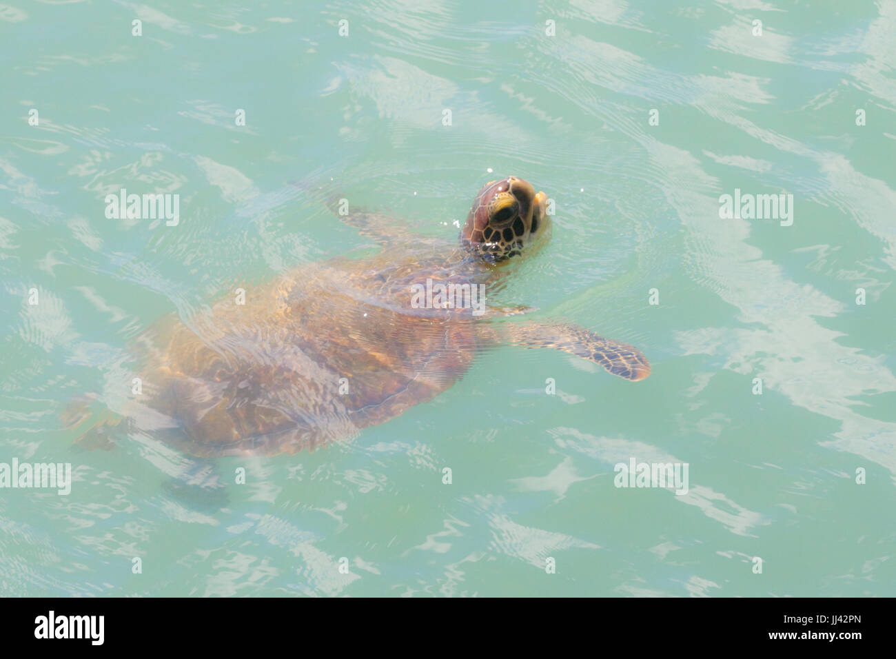 A sea turtle photographed at Salvation's islands, French Guiana. Stock Photo