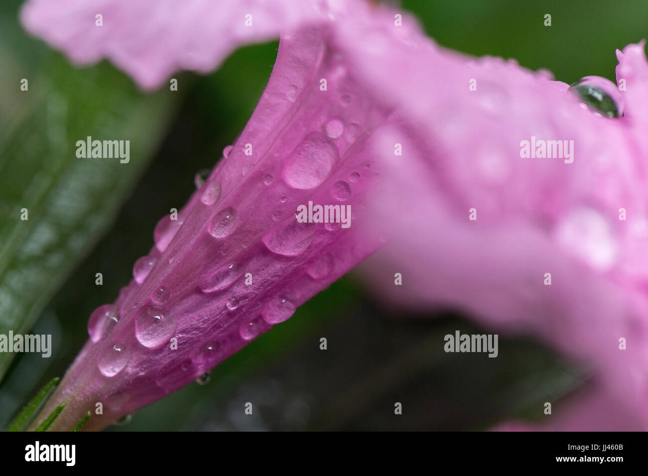 pink Popping pod flower with the water drop background blur Stock Photo ...