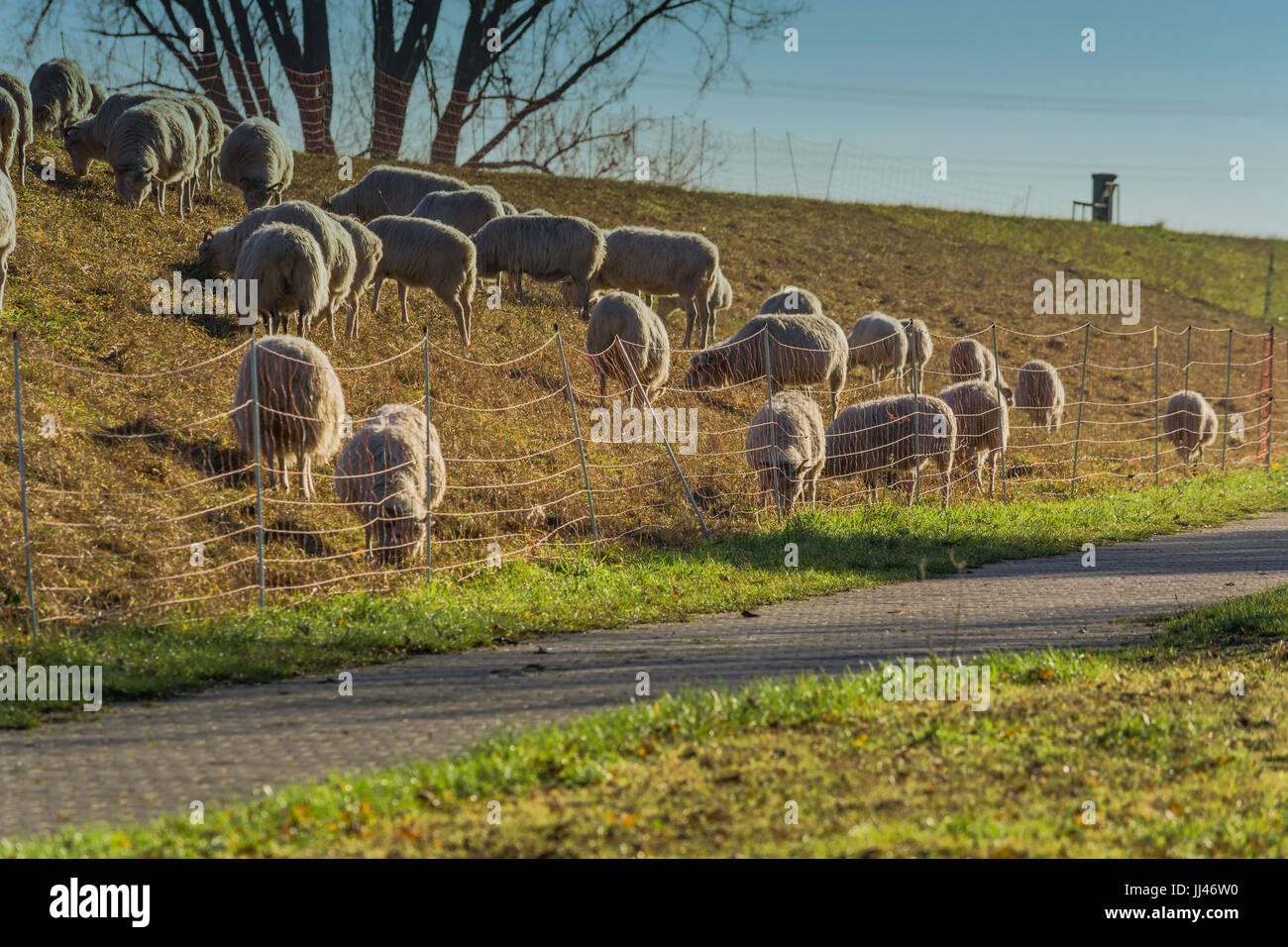 Herd of sheep grazing on a dike with green grass on the banks of the Rhine near Zons, Germany. Stock Photo