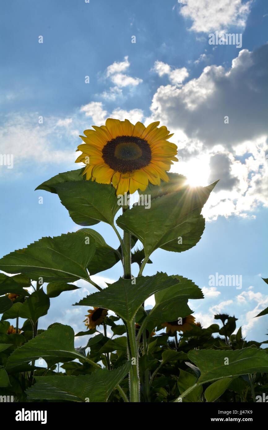 Sunflower from below with the beaming sun Stock Photo