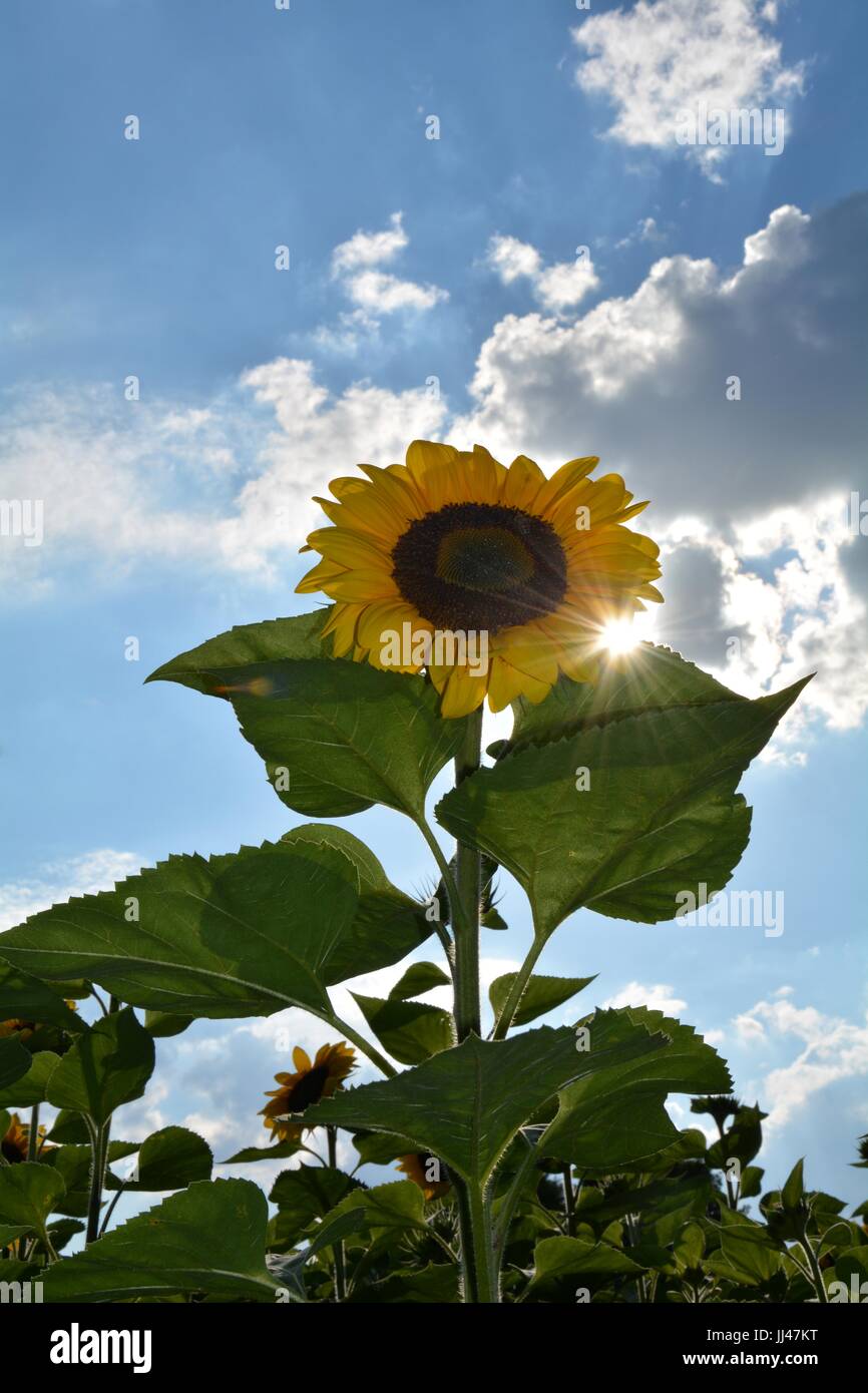 Sunflower from below with the beaming sun Stock Photo