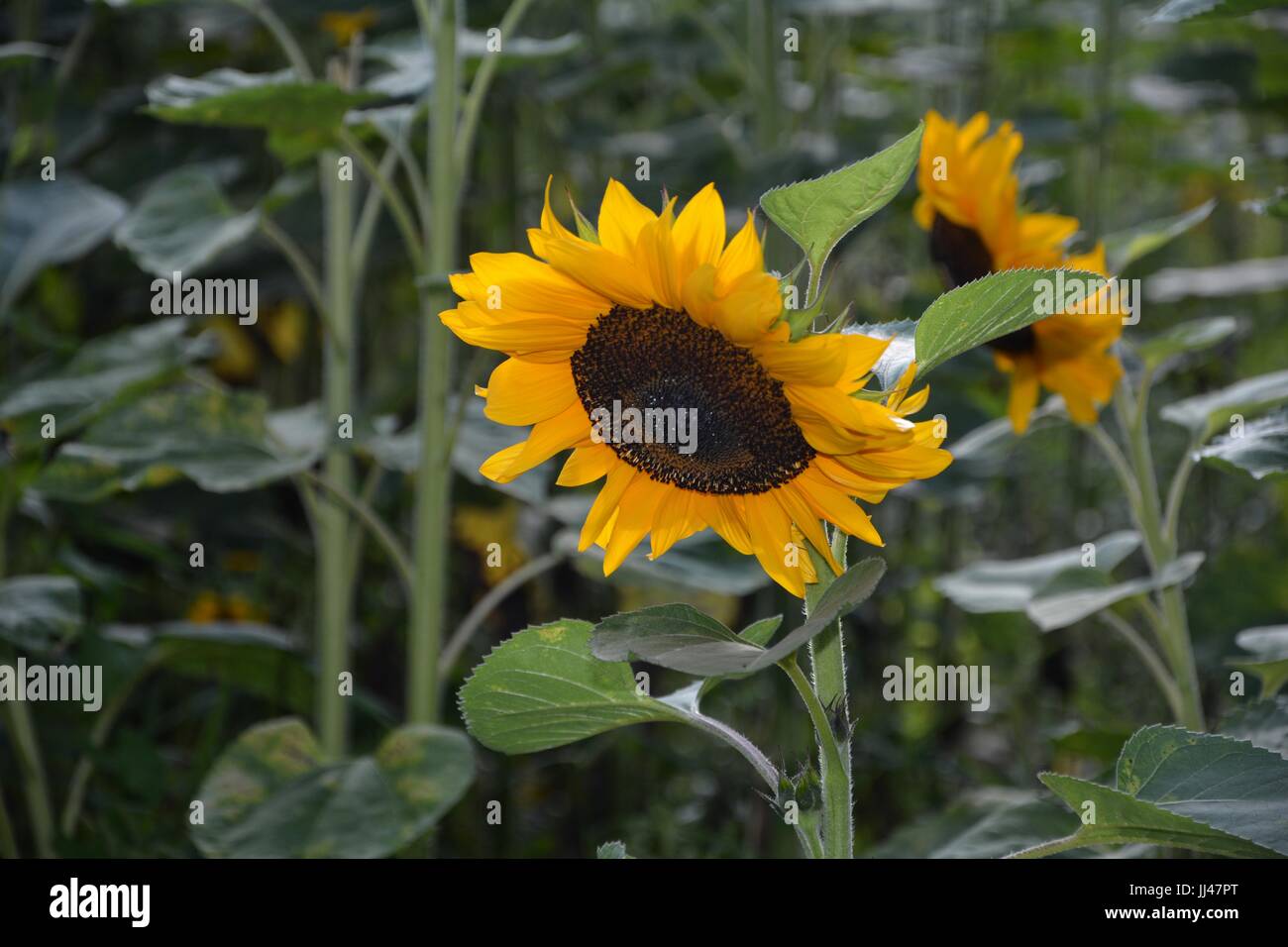 Sunflowers in the field Stock Photo - Alamy