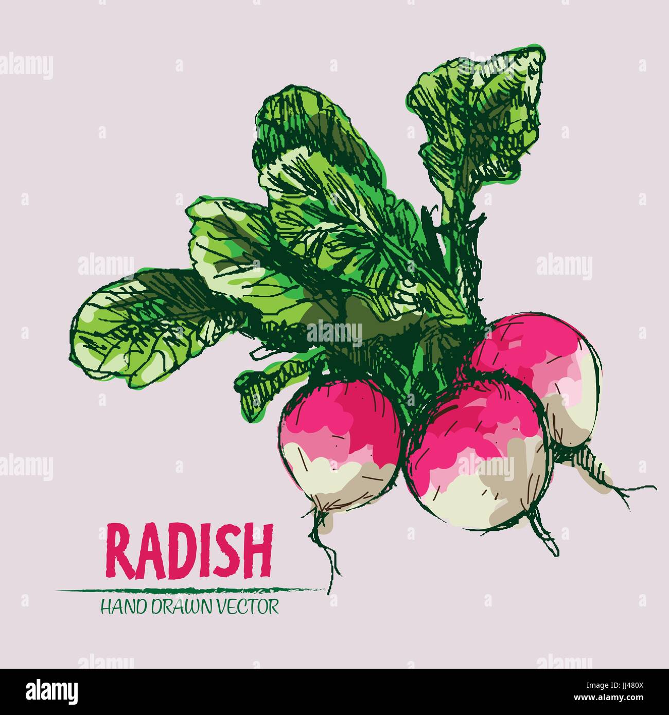 Digital vector detailed line art color radish vegetable hand drawn retro illustration collection