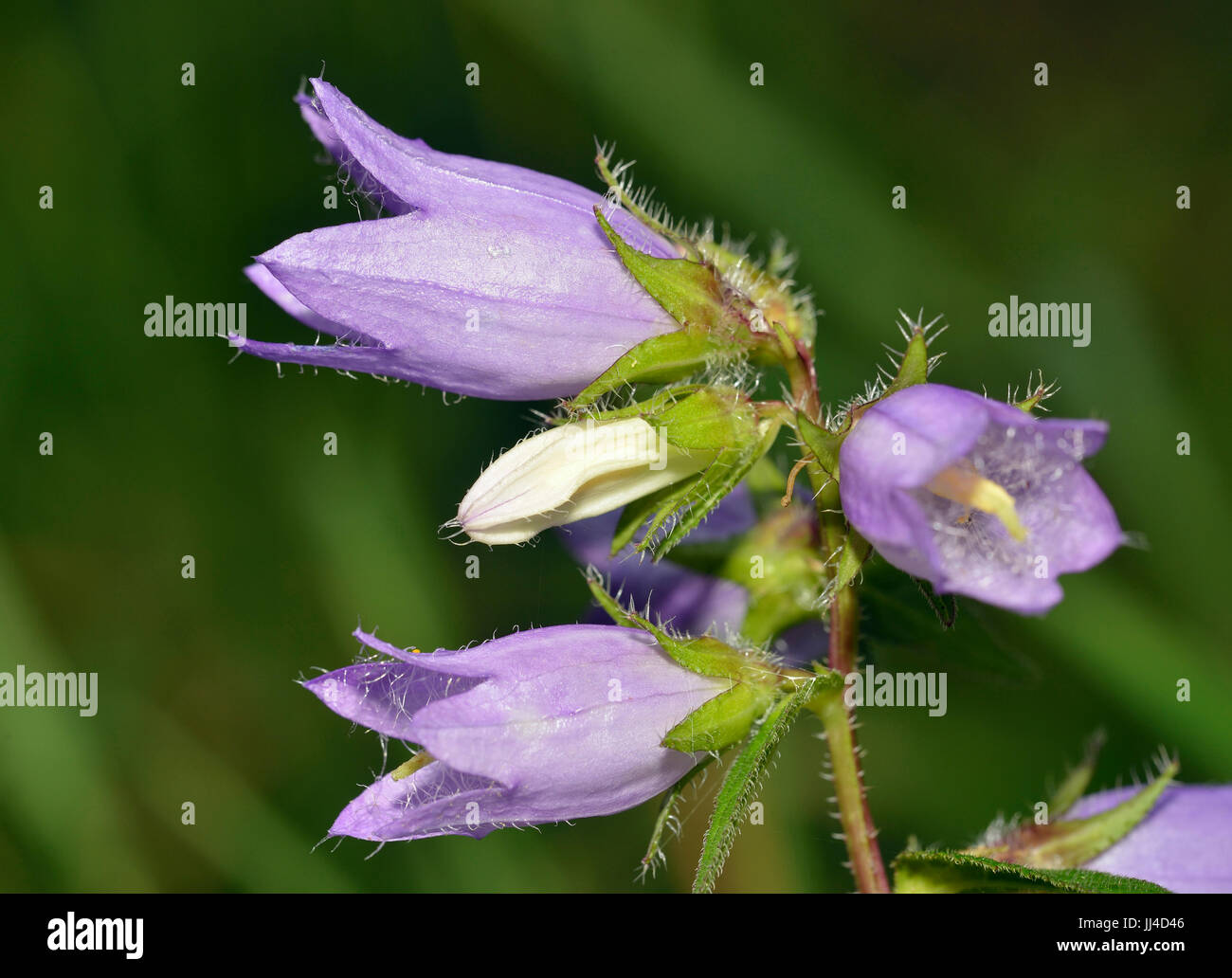Nettle-leaved Bellflower - Campanula trachelium Flowers & Bud Stock Photo