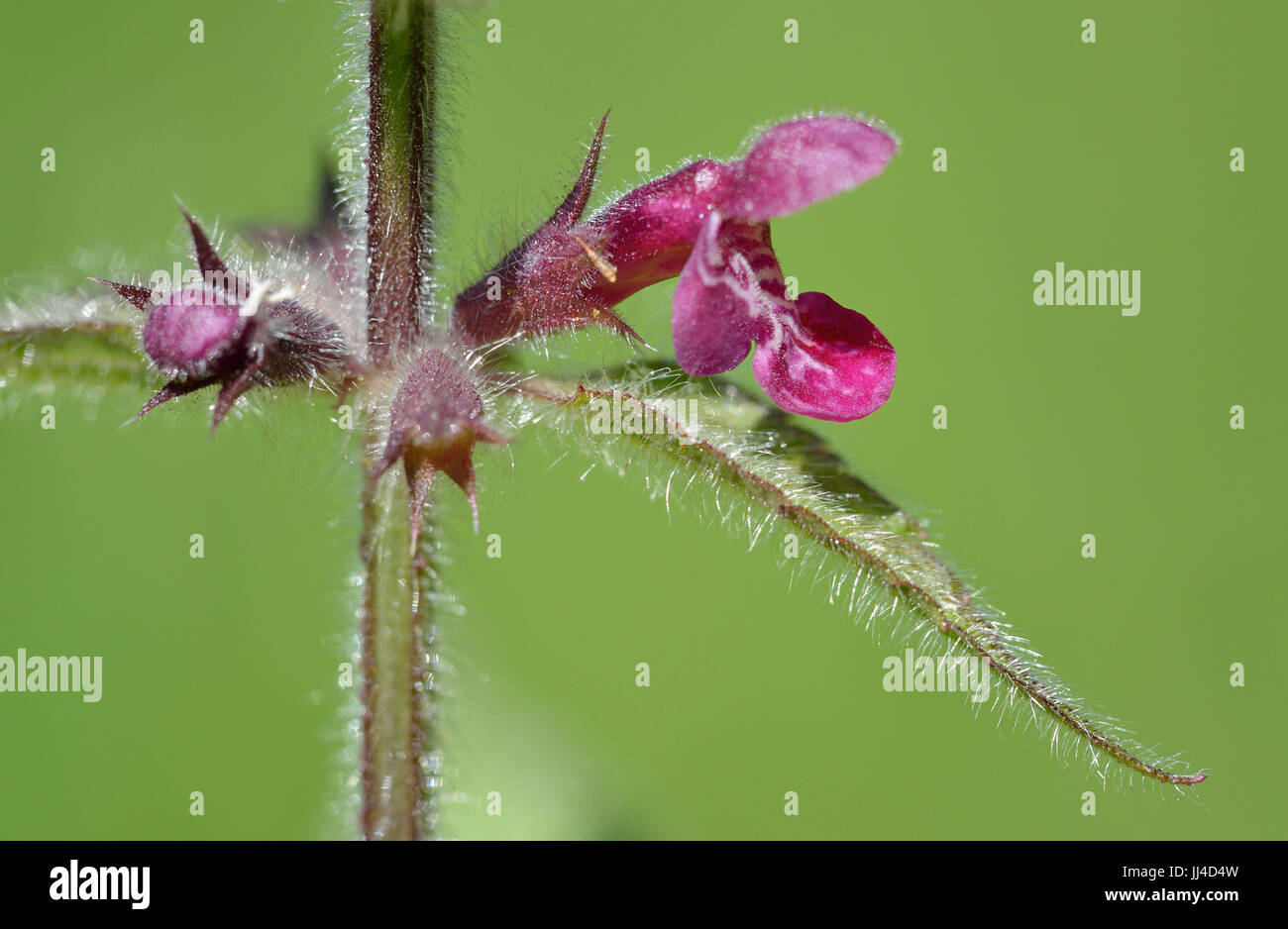 Hedge Woundwort - Stachys sylvatica Single flower closeup Stock Photo