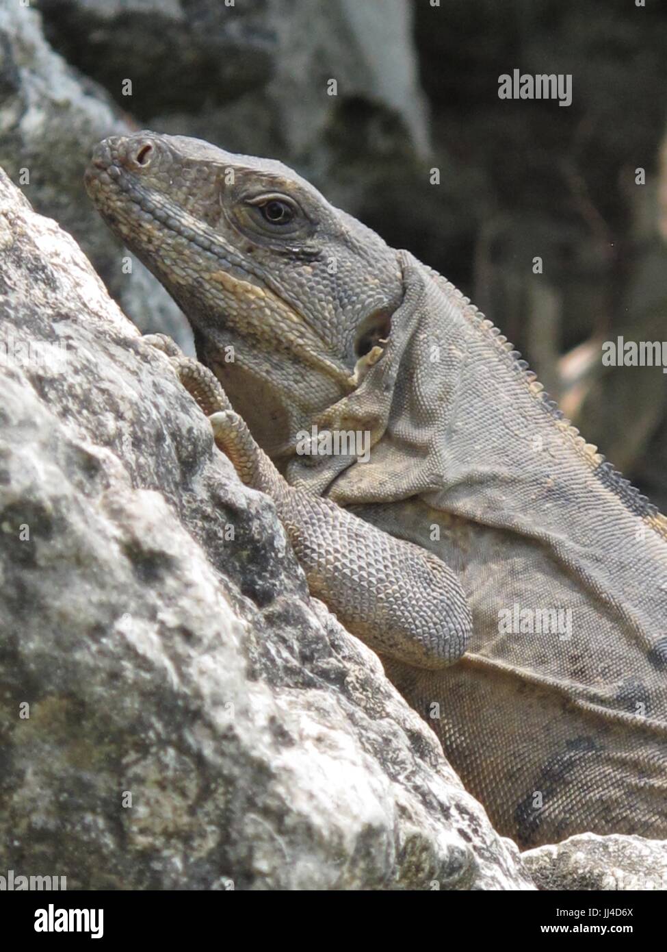 Iguana sunning himself on a rock Stock Photo