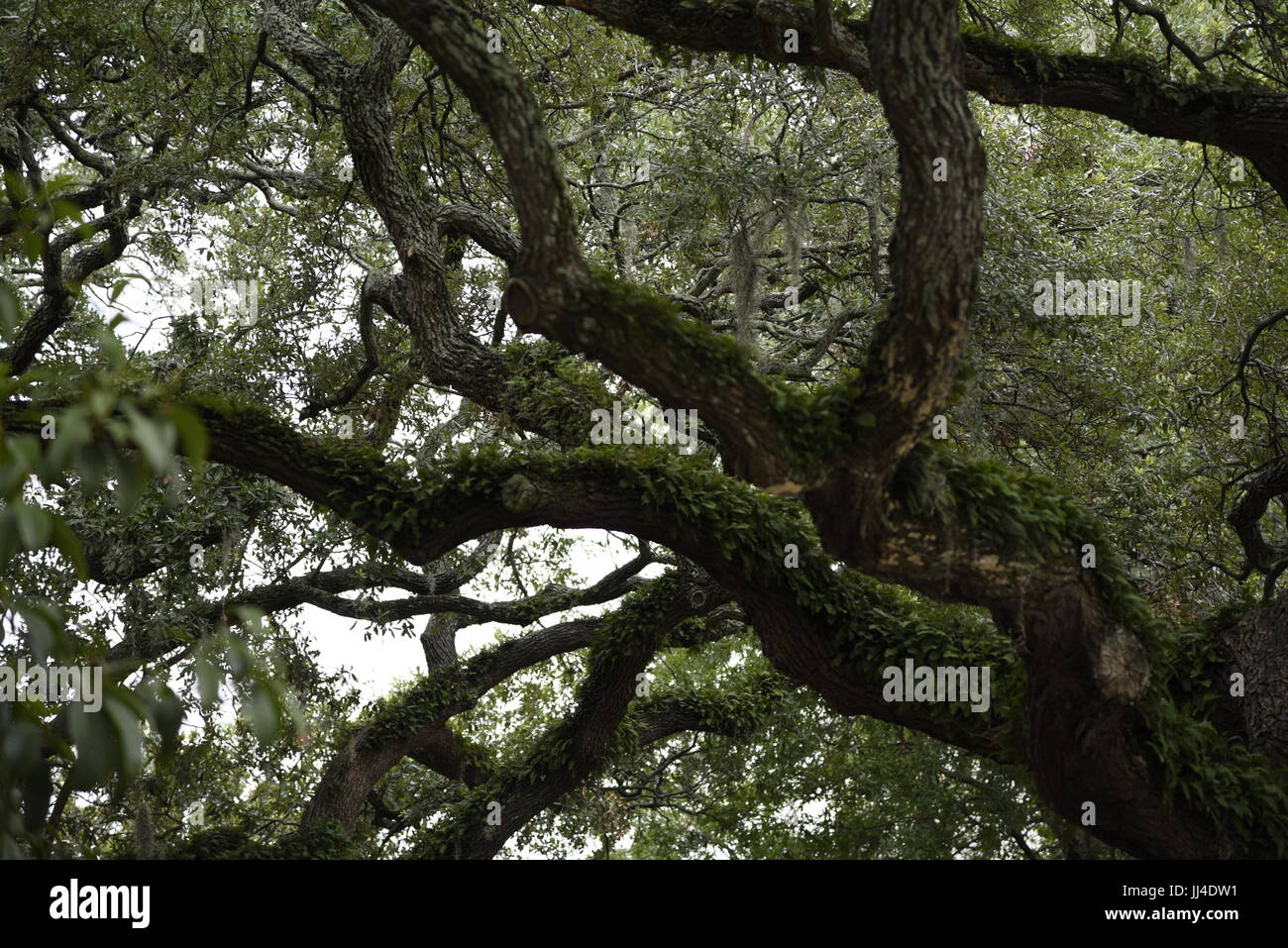 Trees covered in Spanish moss in Savannah GA Stock Photo - Alamy