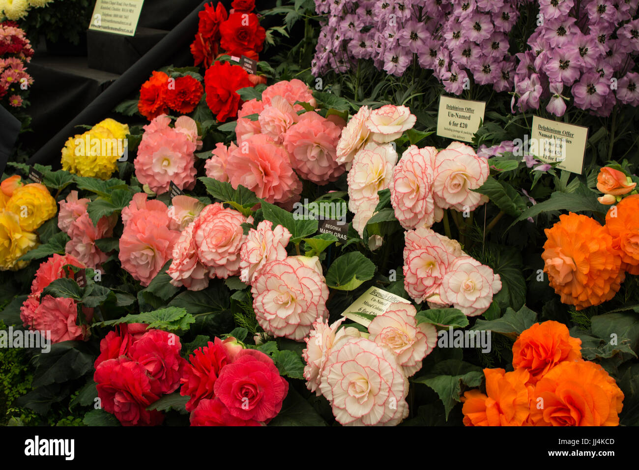 Chelsie flower show London England Stock Photo - Alamy