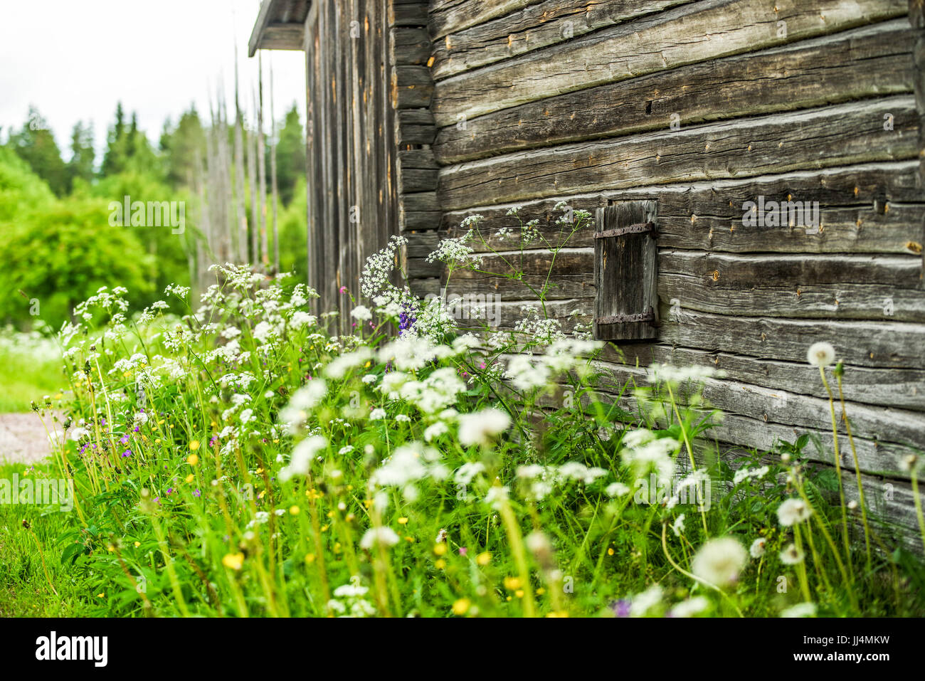 Old traditional wooden house with summer flowers in front located in Orsa Dalarna Sweden Stock Photo